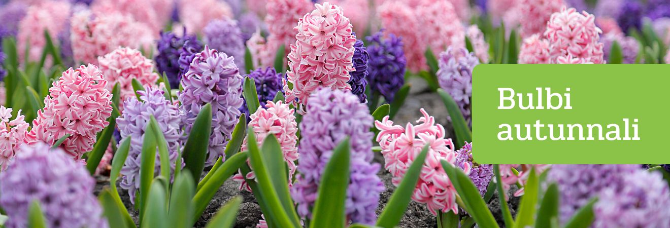 Bulbi Autunnali Acquista Bulbi Autunnali su Peragashop