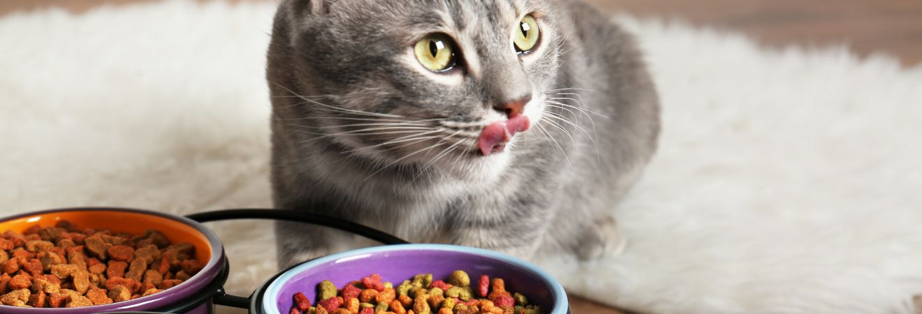 Gatto Acquista Gatto su Peragashop