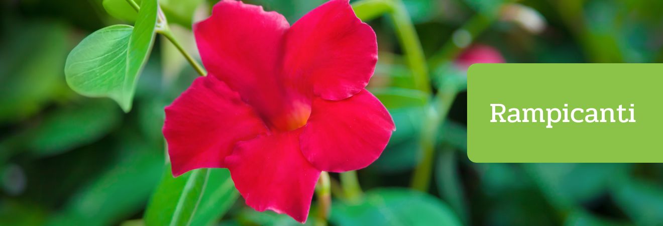 Rampicanti Acquista Rampicanti su Peragashop