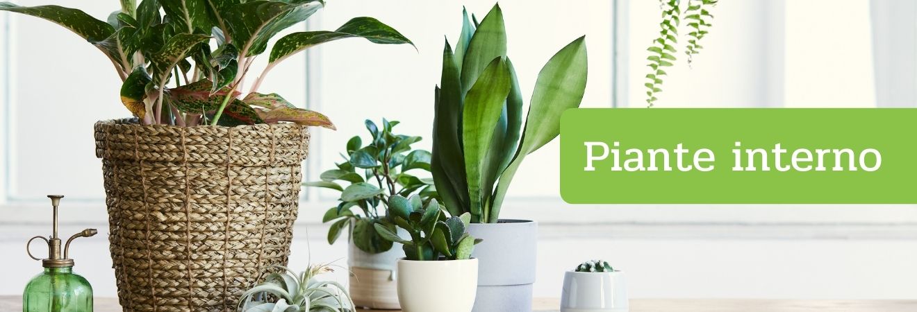 PIANTE INTERNO Acquista PIANTE INTERNO su Peragashop
