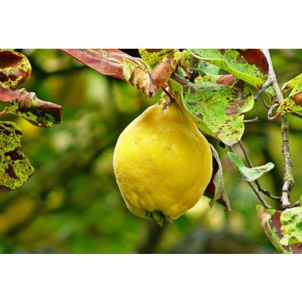 COTOGNO PORTUGALLO IN VASO 20CM