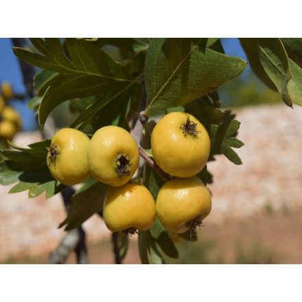 AZZERUOLO GIALLO IN VASO 20CM