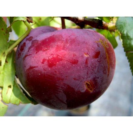 SUSINO ANGELENO IN VASO 20CM