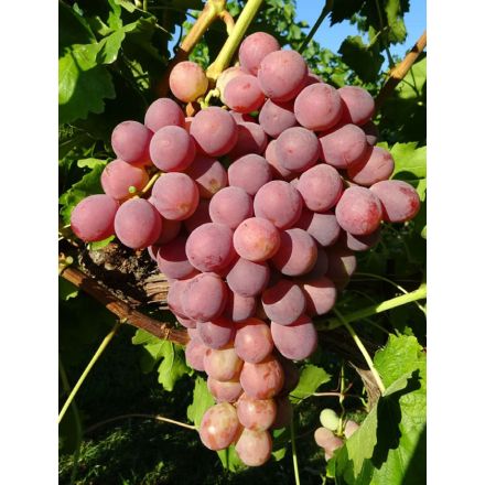 UVA RED GLOBE IN VASO 14CM